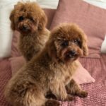 Mojito-male-toy-poodle-puppy-for-sale-1 (2)