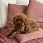 Muscat Toy Poodle