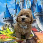 Mr-Blue-male-maltipoo-puppy-for-sale- (1)