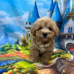 Mr-Cream-male-maltipoo-puppy-for-sale- (1)