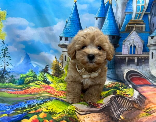 Mr Cream Maltipoo Mr Cream Maltipoo