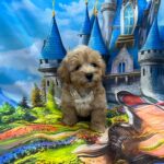 Mr-Cream-male-maltipoo-puppy-for-sale- (2)