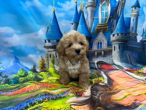 Mr Cream Maltipoo Mr Cream Maltipoo