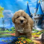 Mr-Cream-male-maltipoo-puppy-for-sale- (3)