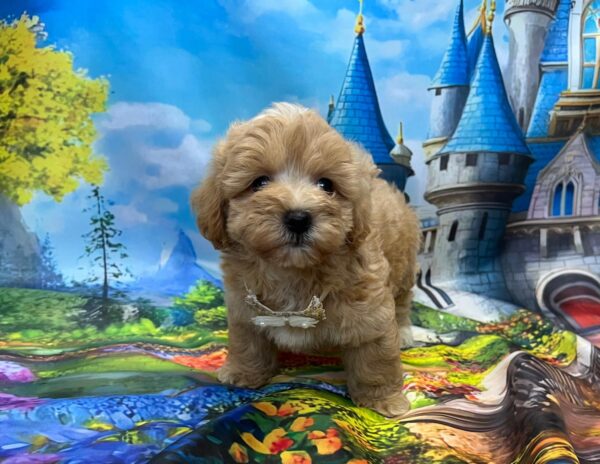 Mr Cream Maltipoo Mr Cream Maltipoo