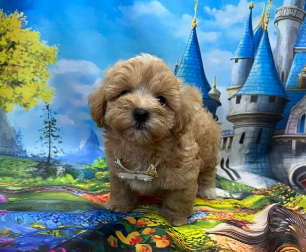 Mr Cream Maltipoo Mr Cream Maltipoo