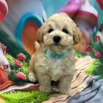 Mr-Green-male-maltipoo-puppy-for-sale- (1)