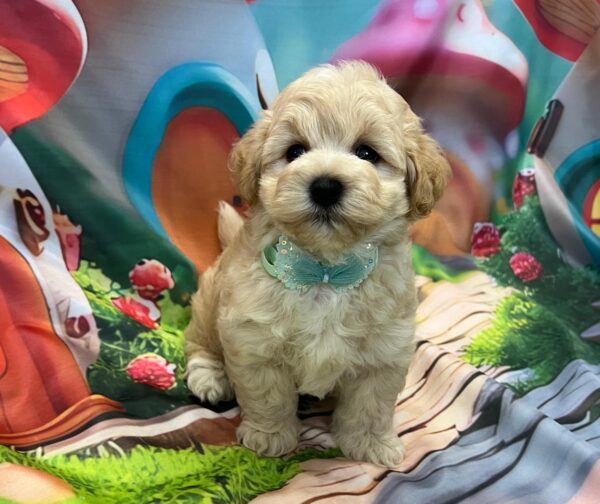 Mr Green Maltipoo Mr Green Maltipoo