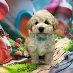 Mr-Green-male-maltipoo-puppy-for-sale- (2)