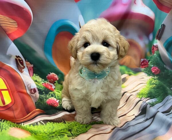 Mr Green Maltipoo Mr Green Maltipoo