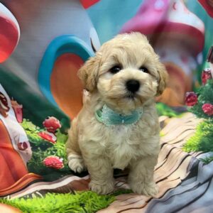 Mr Green Maltipoo