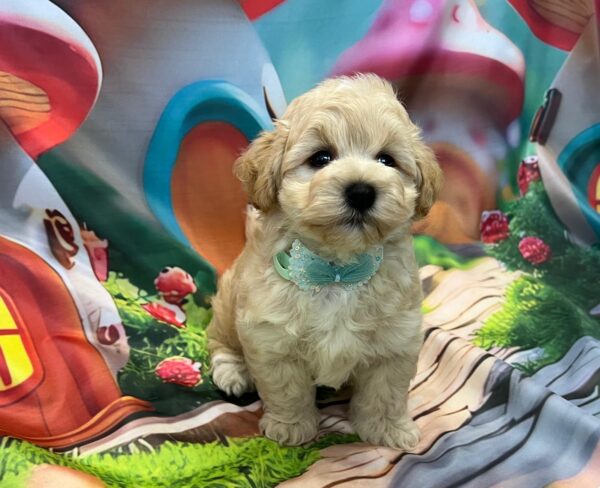 Mr Green Maltipoo Mr Green Maltipoo