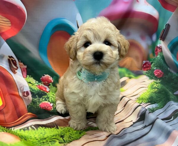 Mr Green Maltipoo Mr Green Maltipoo