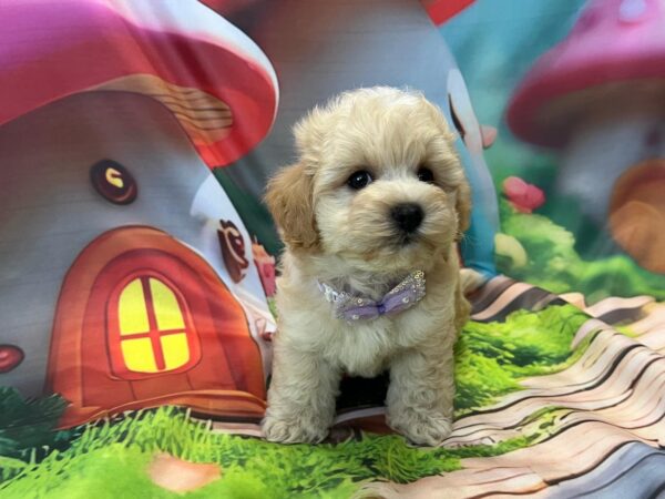Mr Purple Maltipoo