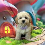 Mr-Purple-male-maltipoo-puppy-for-sale- (2)