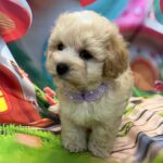 Mr-Purple-male-maltipoo-puppy-for-sale- (3)
