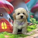 Mr-Purple-male-maltipoo-puppy-for-sale- (4)