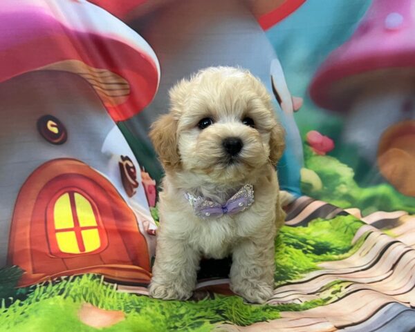 Mr Purple Maltipoo