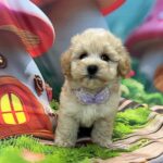 Mr-Purple-male-maltipoo-puppy-for-sale- (5)