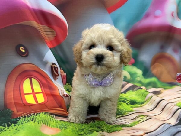 Mr Purple Maltipoo