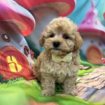 Mr Green Maltipoo