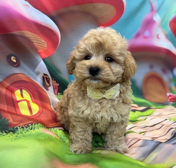 Mr Yellow Maltipoo Mr Yellow Maltipoo