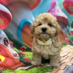 Mr-Yellow-male-maltipoo-pippy-for-sale- (2)