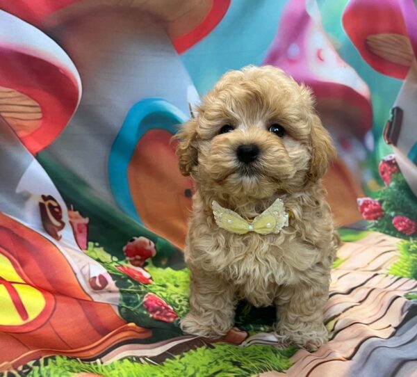 Mr Yellow Maltipoo Mr Yellow Maltipoo