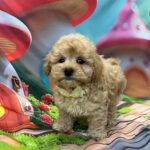 Mr-Yellow-male-maltipoo-pippy-for-sale- (3)