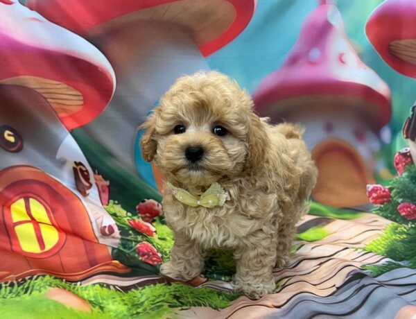 Mr Yellow Maltipoo Mr Yellow Maltipoo