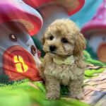 Mr-Yellow-male-maltipoo-pippy-for-sale- (4)