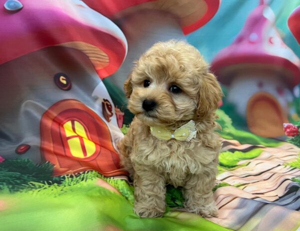 Mr Yellow Maltipoo Mr Yellow Maltipoo