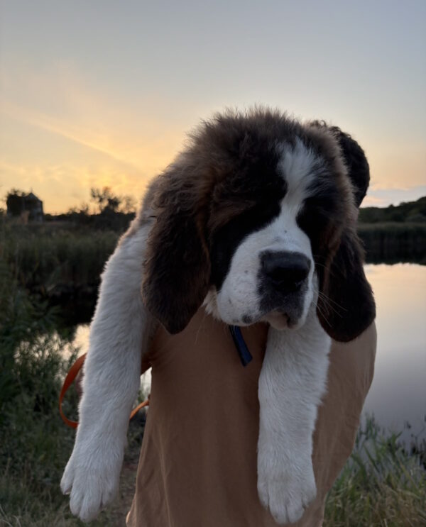 Mufasa Saint Bernard Mufasa Saint Bernard