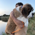 Mufasa-male-Saint-Bernard-puppy-for-sale-1 (3)