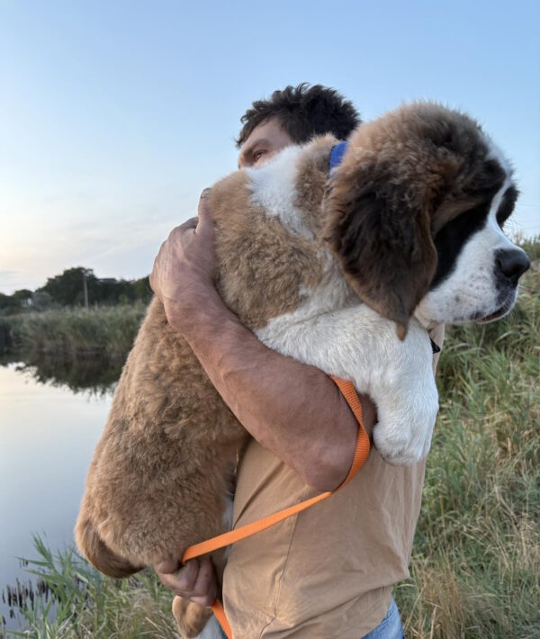 Mufasa Saint Bernard Mufasa Saint Bernard