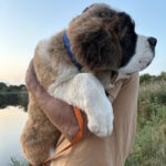 Mufasa-male-Saint-Bernard-puppy-for-sale-1 (4)
