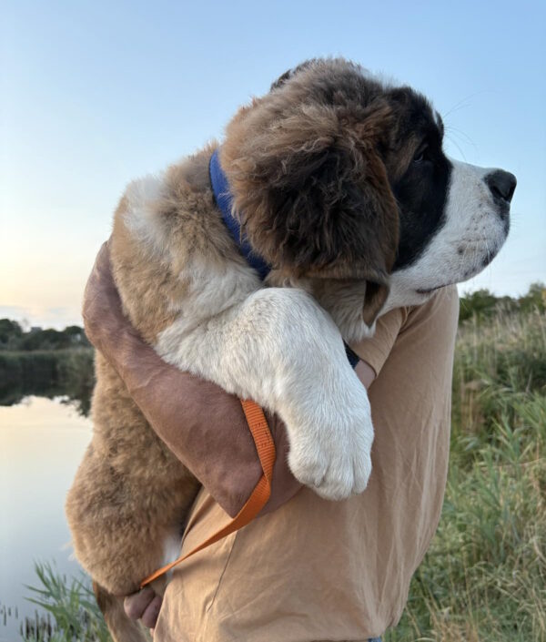 Mufasa Saint Bernard Mufasa Saint Bernard
