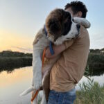 Mufasa-male-Saint-Bernard-puppy-for-sale-1 (5)