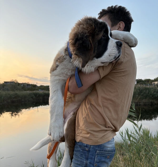 Mufasa Saint Bernard Mufasa Saint Bernard