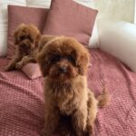 Muscat-male-toy-poodle-puppy-for-sale-1 (1)
