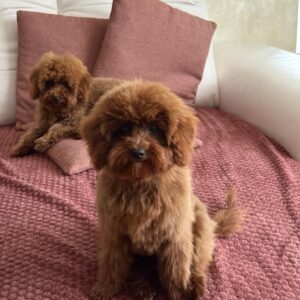 Muscat Toy Poodle Muscat Toy Poodle