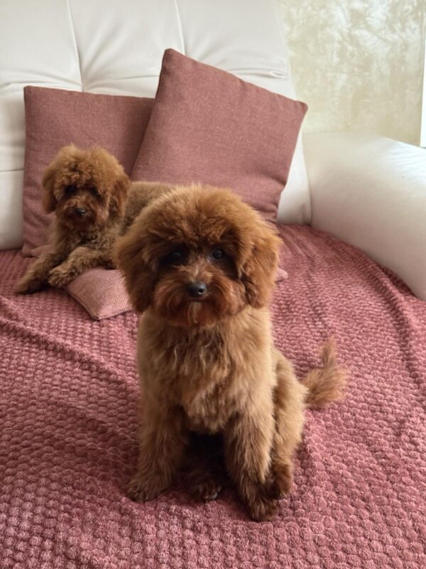 Muscat Toy Poodle Muscat Toy Poodle