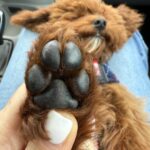 Muscat-male-toy-poodle-puppy-for-sale-1 (2)