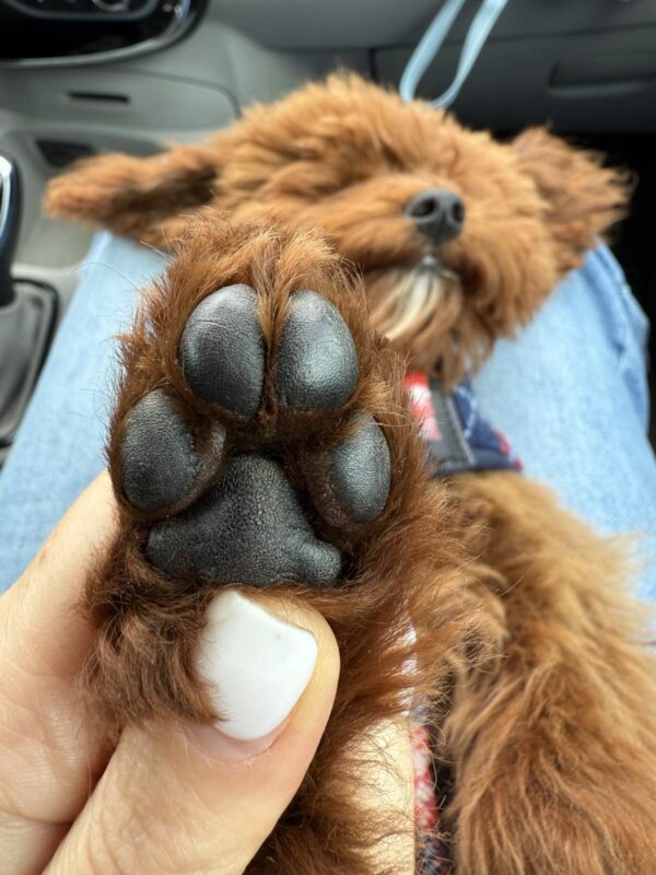 Muscat Toy Poodle Muscat Toy Poodle