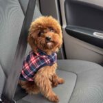 Muscat-male-toy-poodle-puppy-for-sale-1 (3)