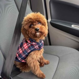 Muscat Toy Poodle Muscat Toy Poodle