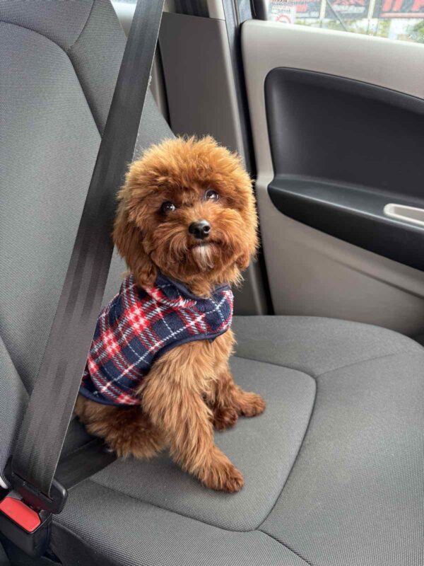 Muscat Toy Poodle Muscat Toy Poodle