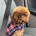 Muscat-male-toy-poodle-puppy-for-sale-1 (4)