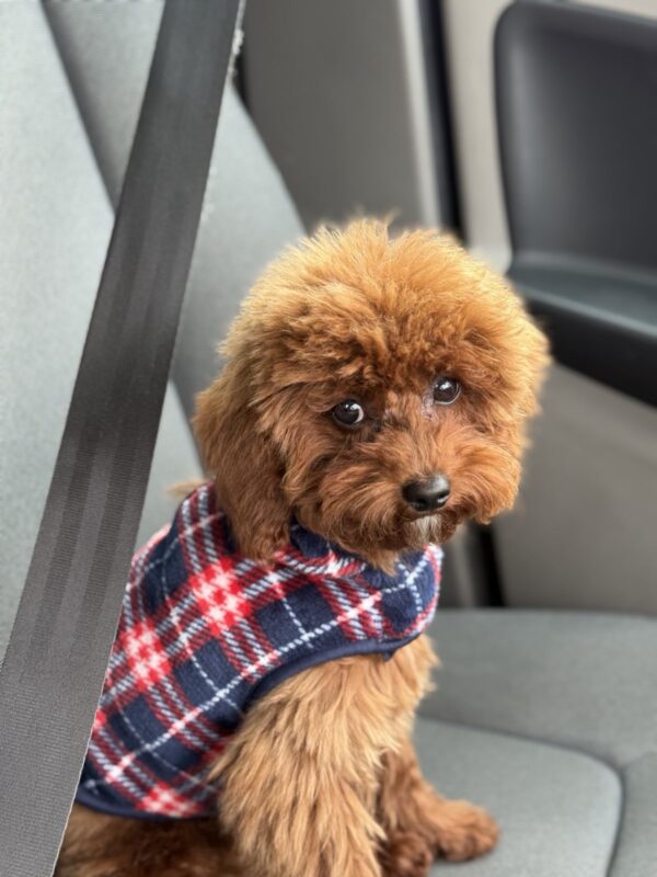 Muscat Toy Poodle Muscat Toy Poodle