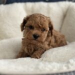Nara-female-toy-poodle-puppy-for-sale-1 (1)